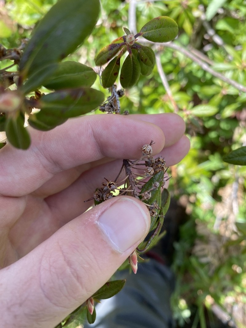 Western Labrador Tea photo 8