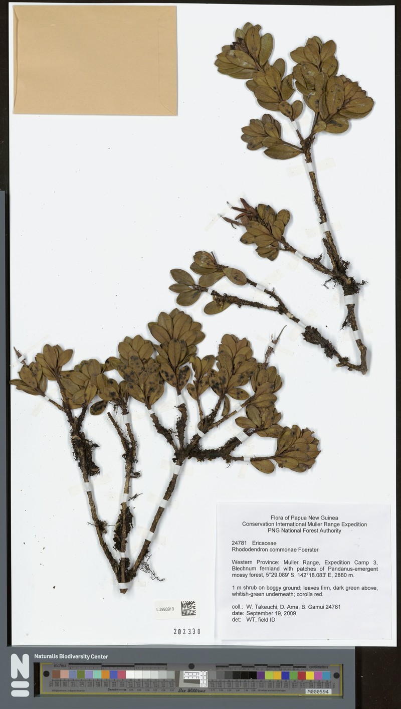 Rhododendron commonae