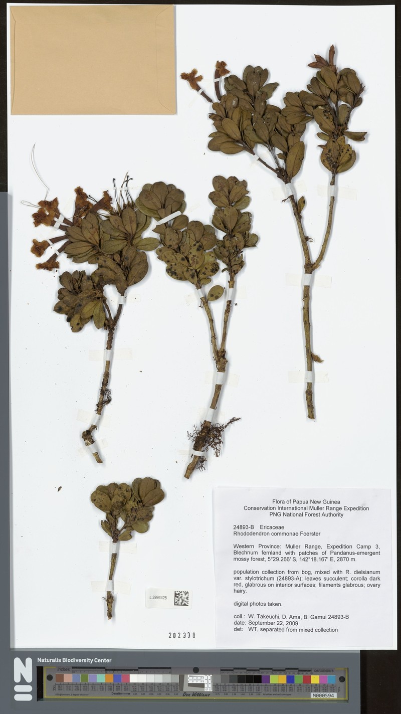 Rhododendron commonae photo 2