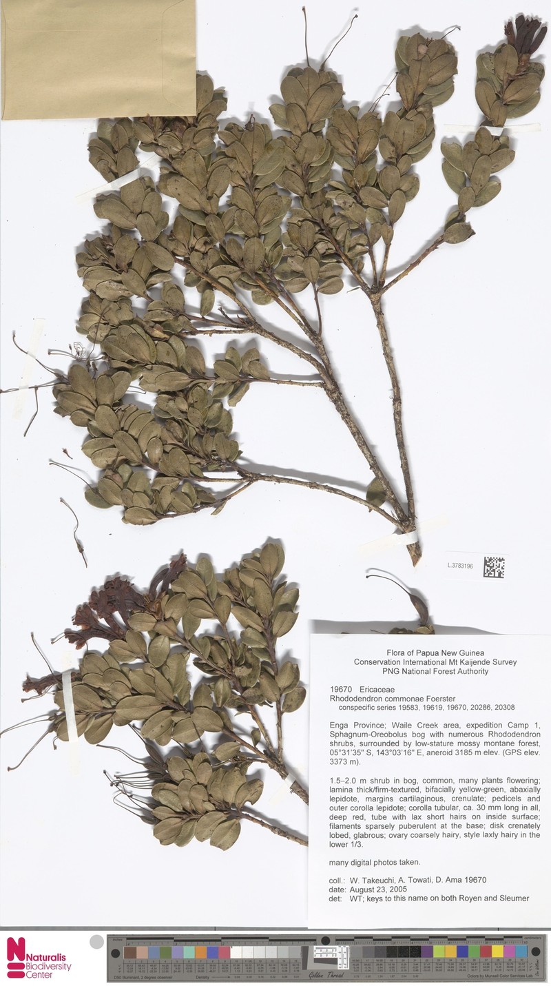 Rhododendron commonae photo 3