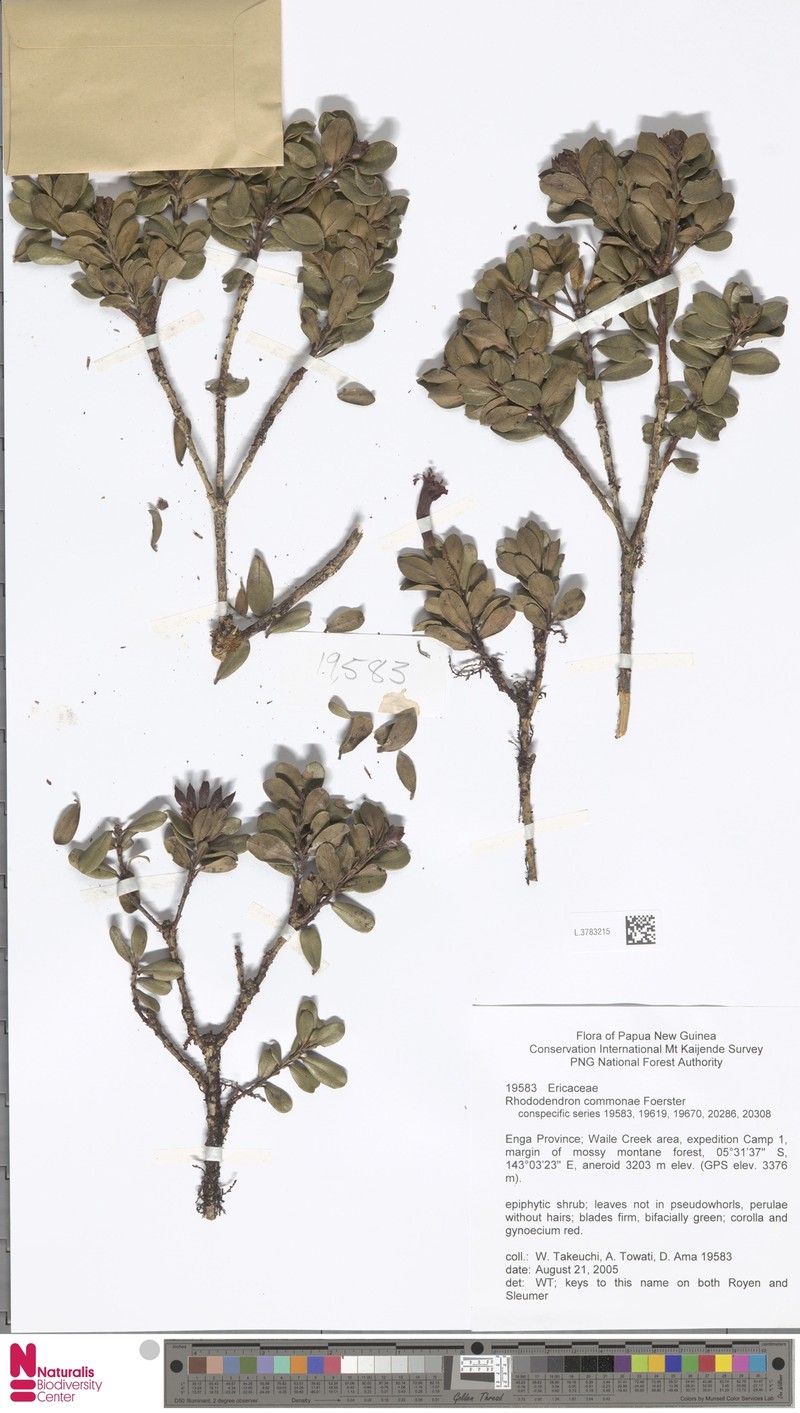 Rhododendron commonae photo 4