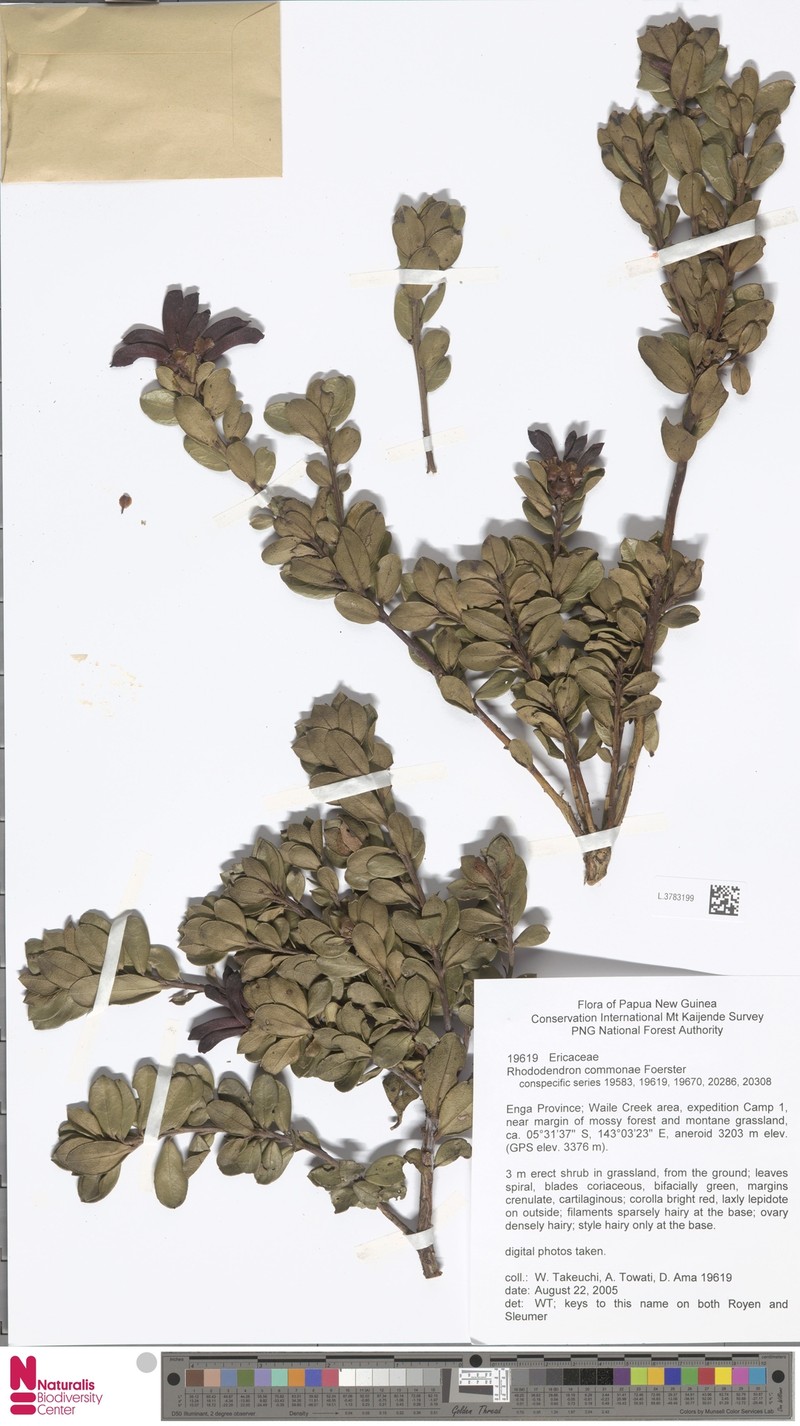 Rhododendron commonae photo 5