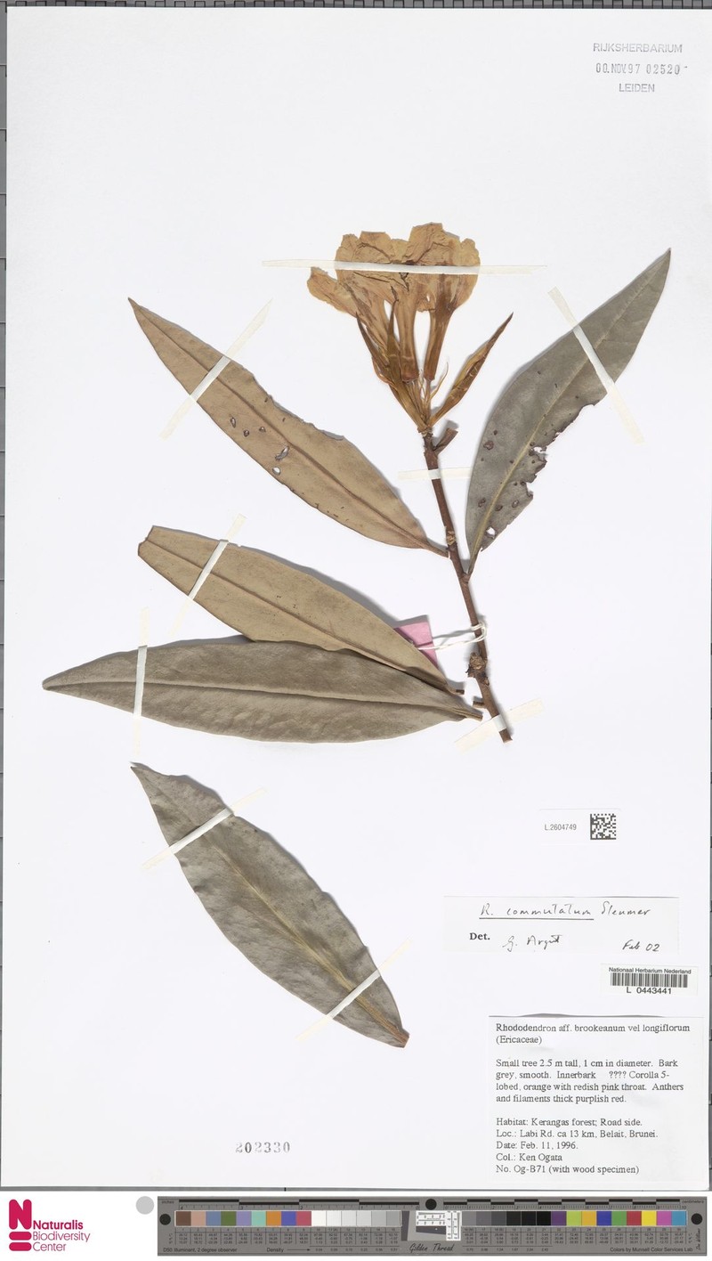 Rhododendron commutatum