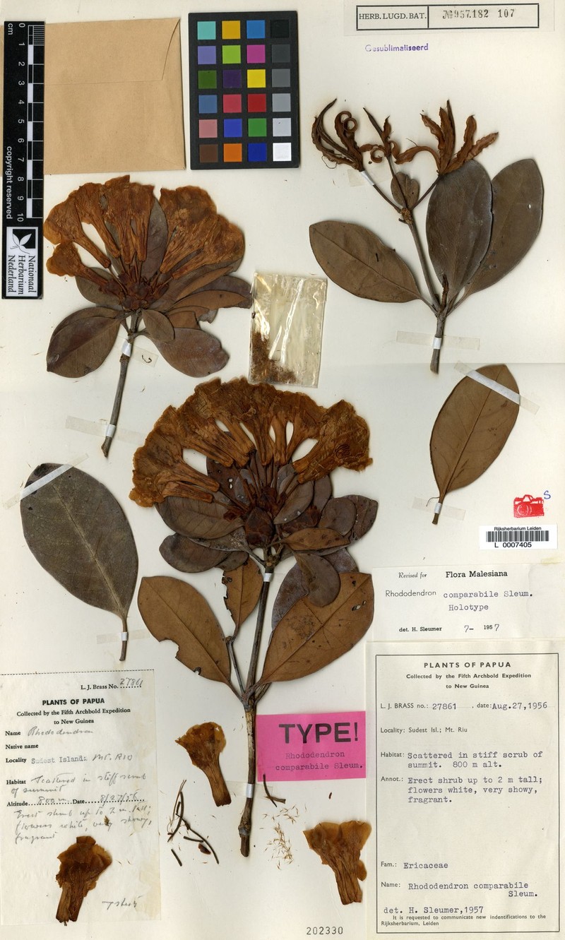Rhododendron comparabile