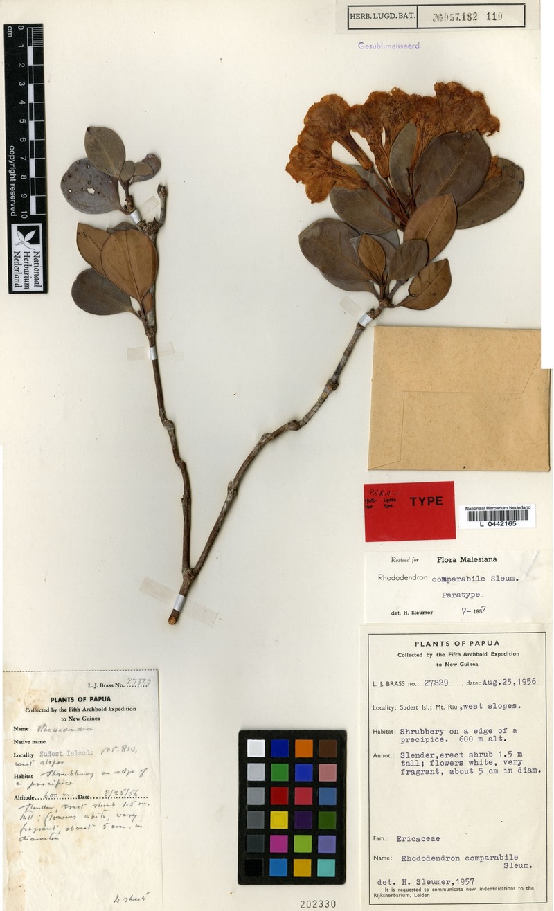 Rhododendron comparabile photo 2