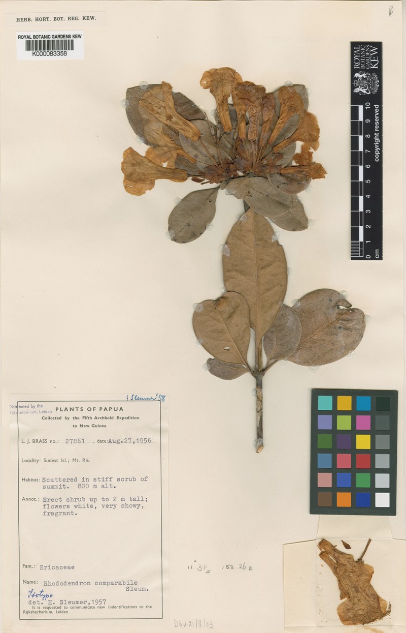 Rhododendron comparabile photo 3