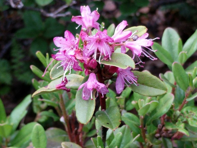 Rhododendron complexum photo 2
