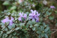 Rhododendron complexum