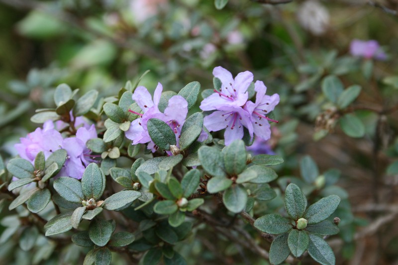 Rhododendron complexum