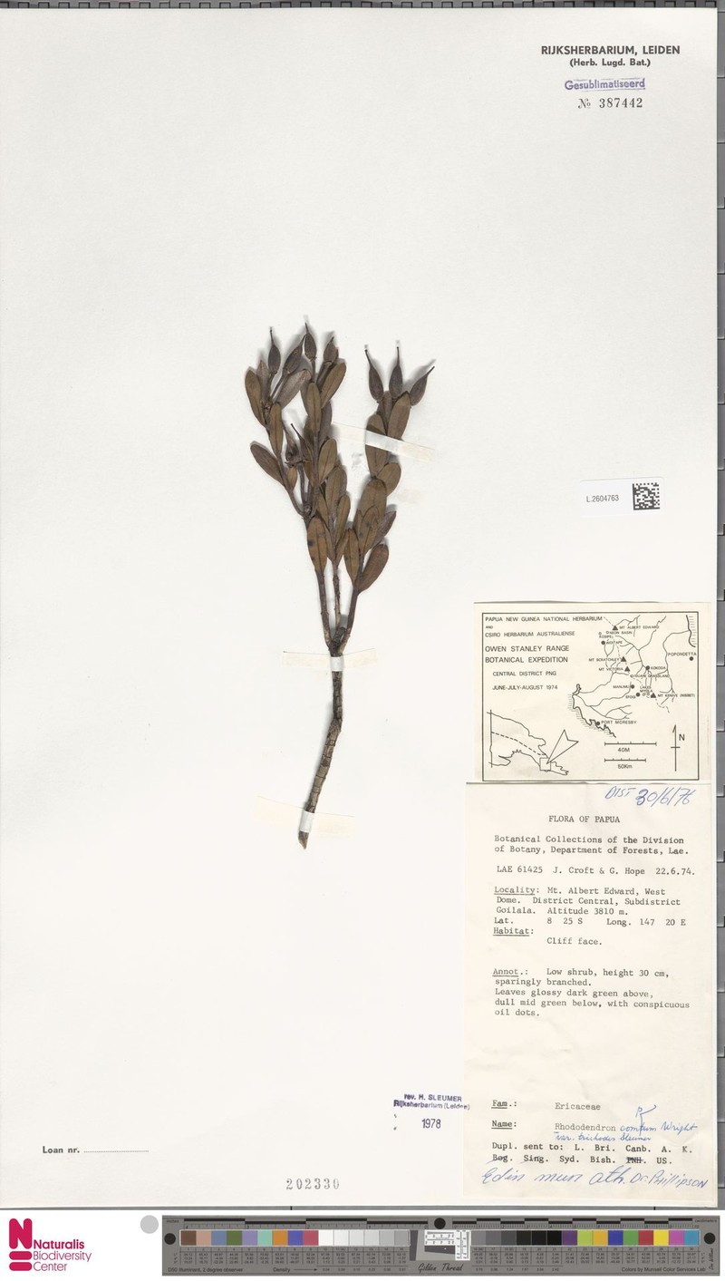Rhododendron comptum