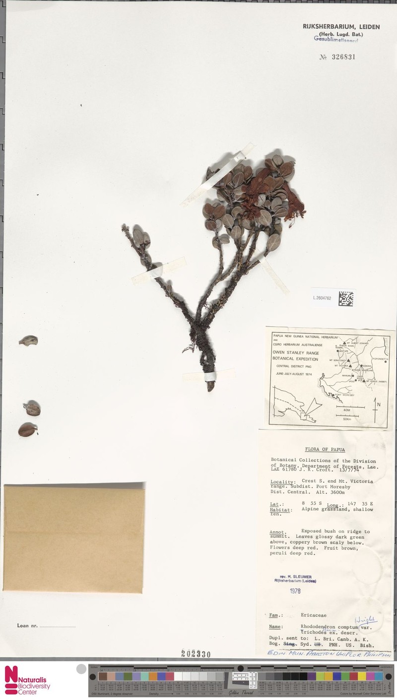 Rhododendron comptum photo 2