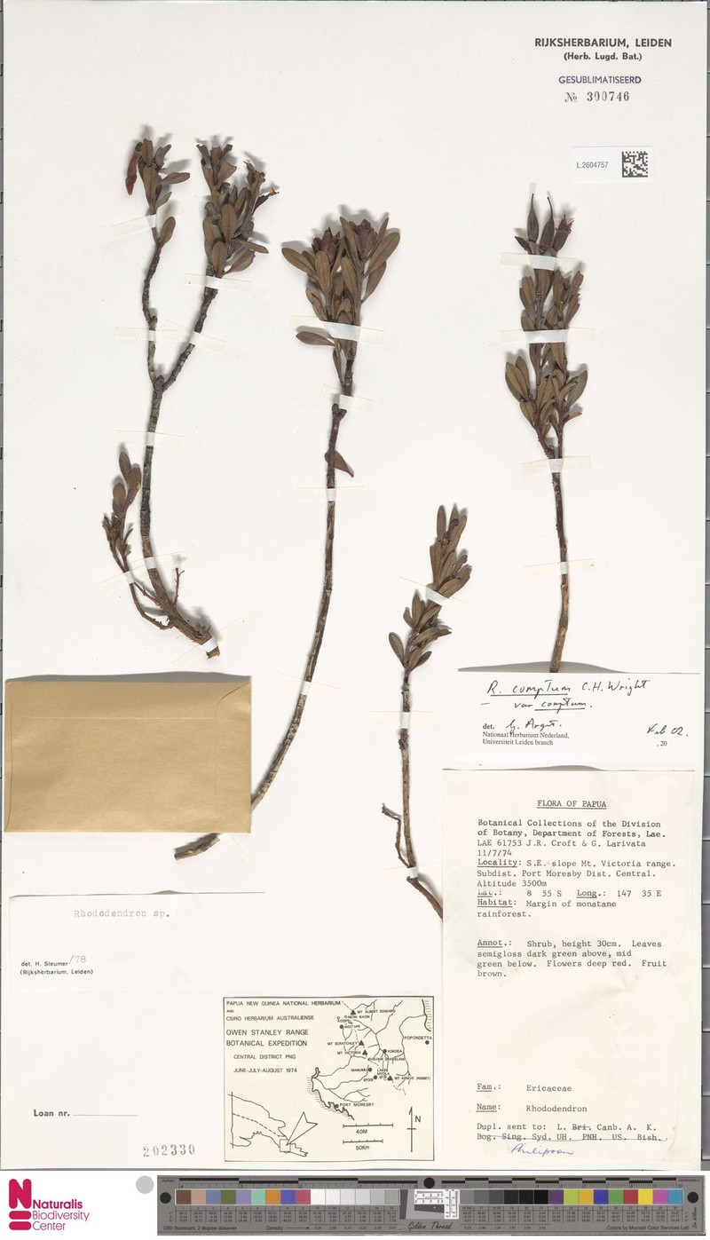 Rhododendron comptum photo 3