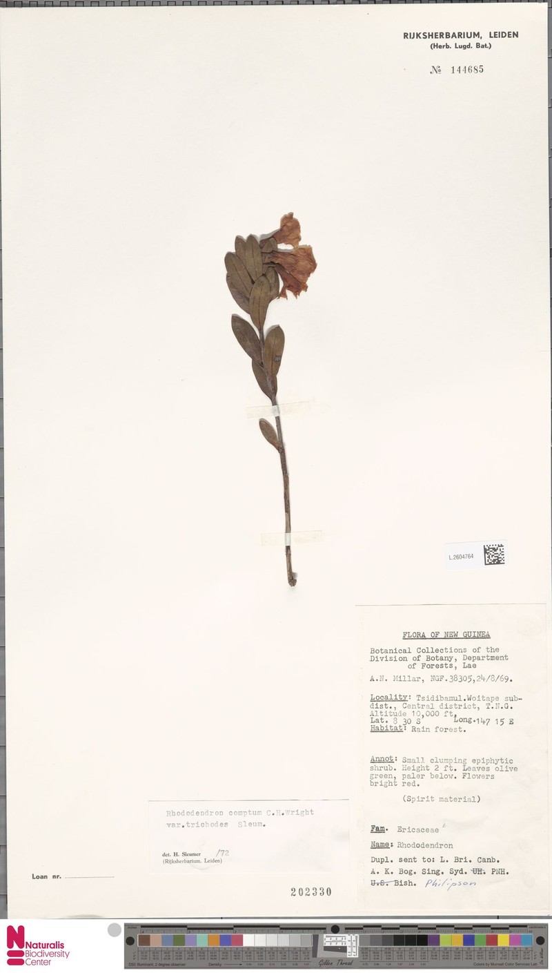Rhododendron comptum photo 4