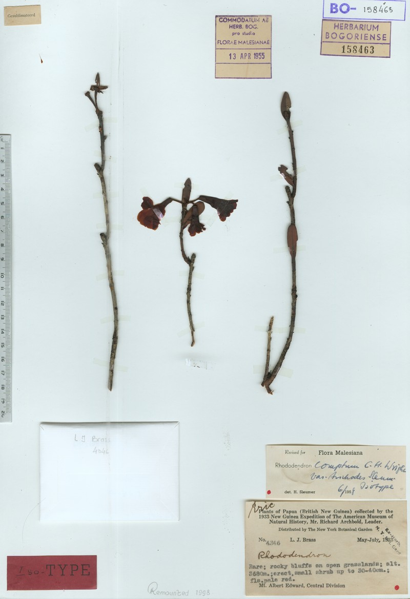 Rhododendron comptum photo 5
