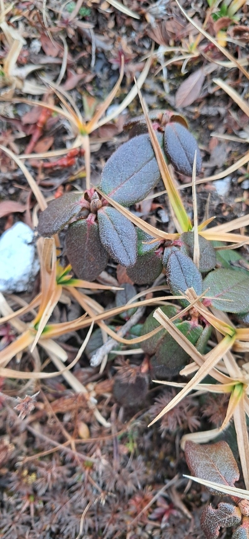 Rhododendron concinnoides