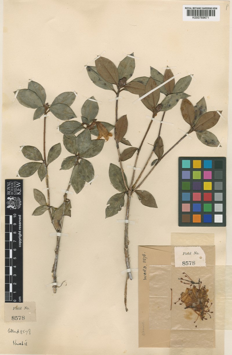 Rhododendron concinnoides photo 2