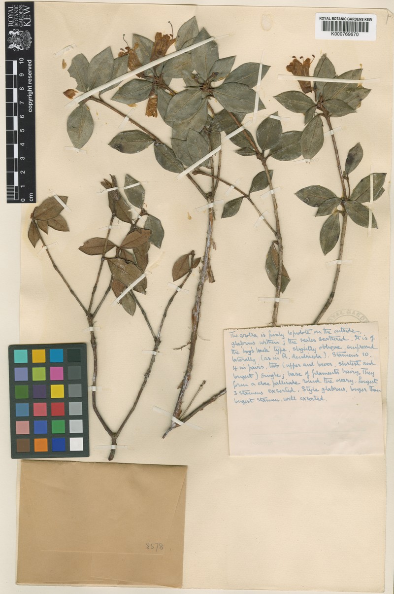 Rhododendron concinnoides photo 3