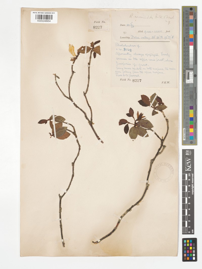Rhododendron concinnoides photo 4