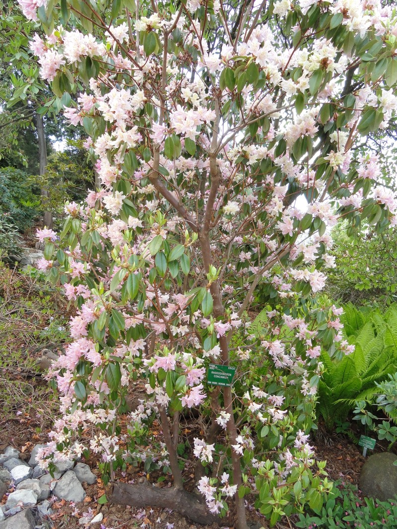 Rhododendron concinnum
