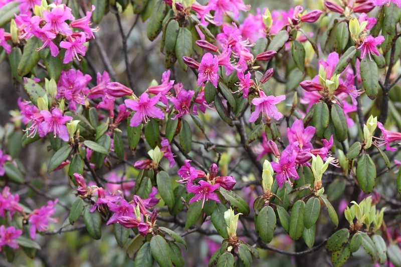 Rhododendron concinnum photo 2