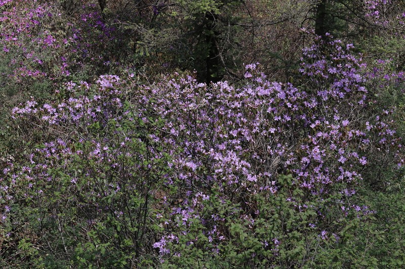 Rhododendron concinnum photo 3