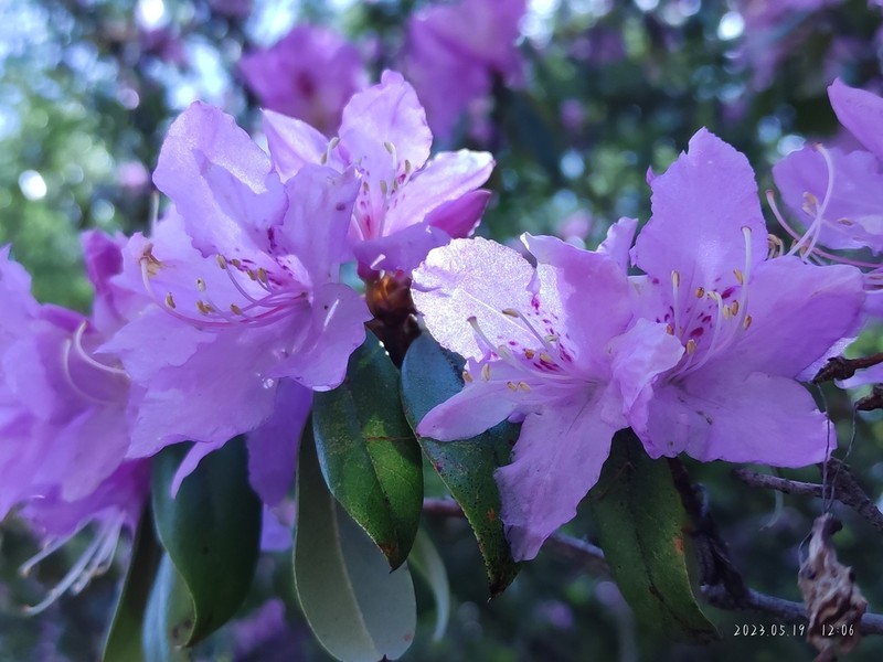 Rhododendron concinnum photo 4