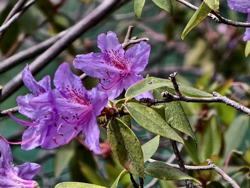 Rhododendron concinnum photo 5