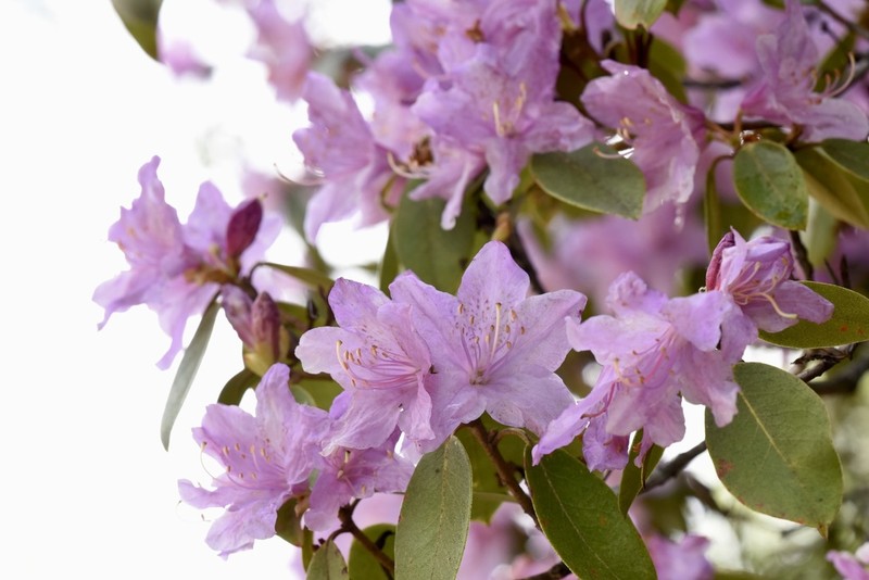 Rhododendron concinnum photo 6