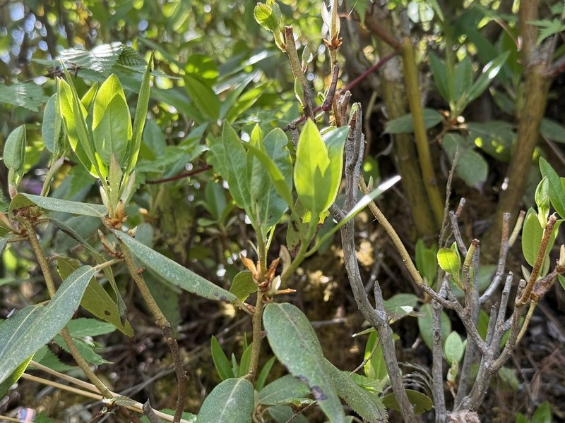 Rhododendron concinnum photo 7