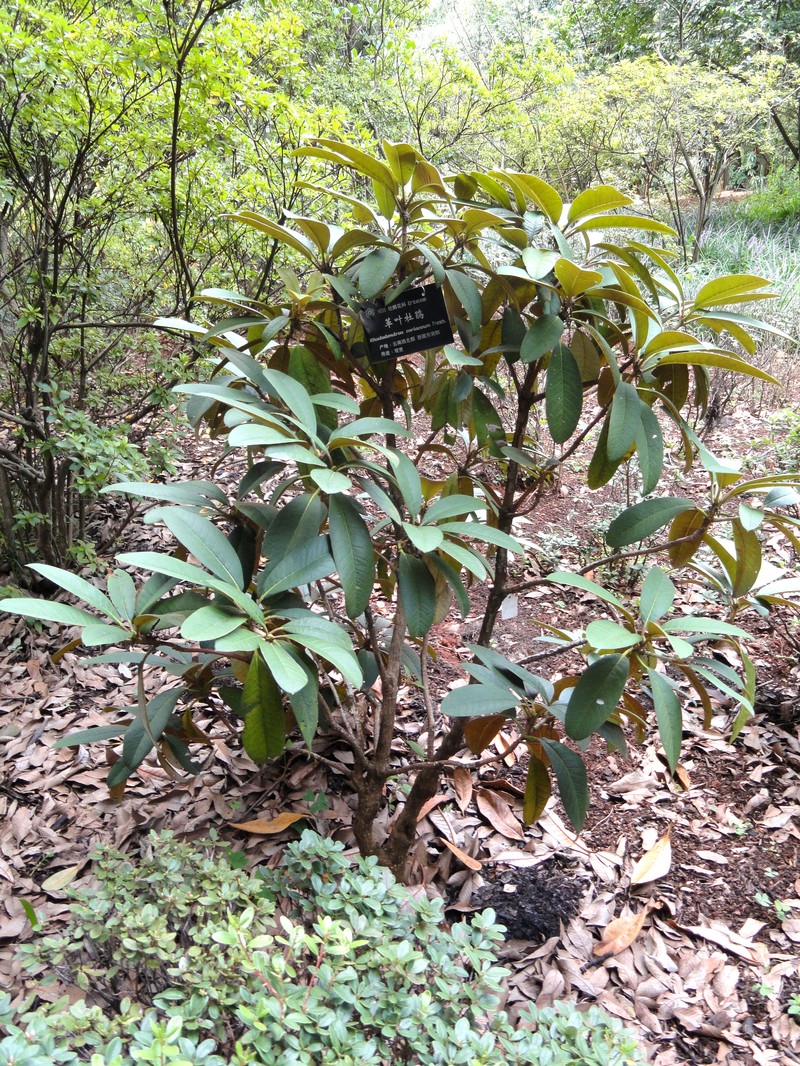 Rhododendron coriaceum