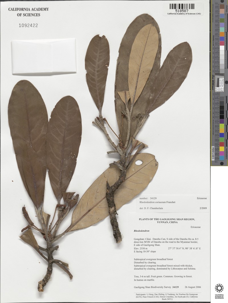 Rhododendron coriaceum photo 2