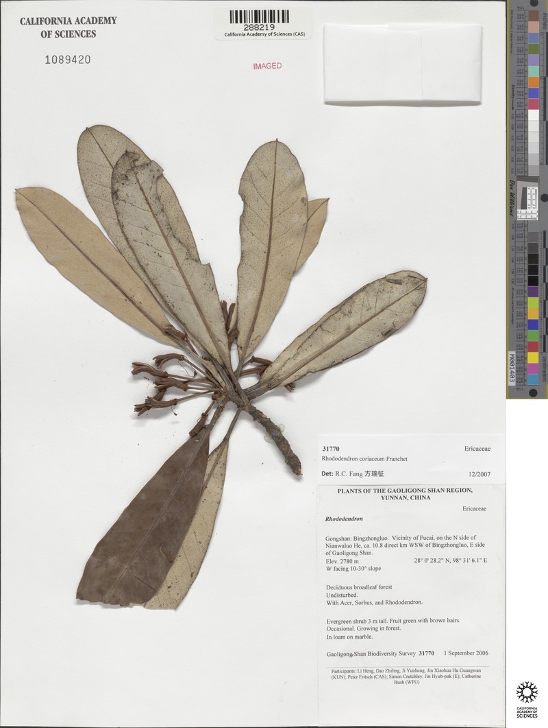 Rhododendron coriaceum photo 3