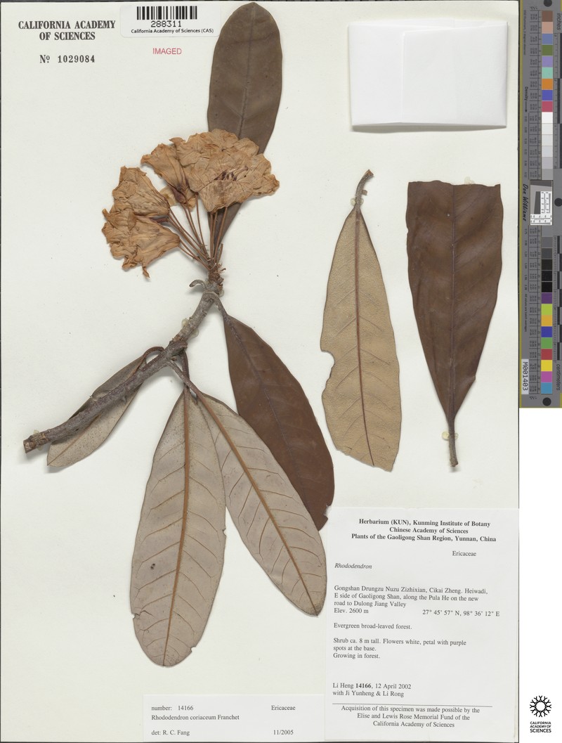 Rhododendron coriaceum photo 4