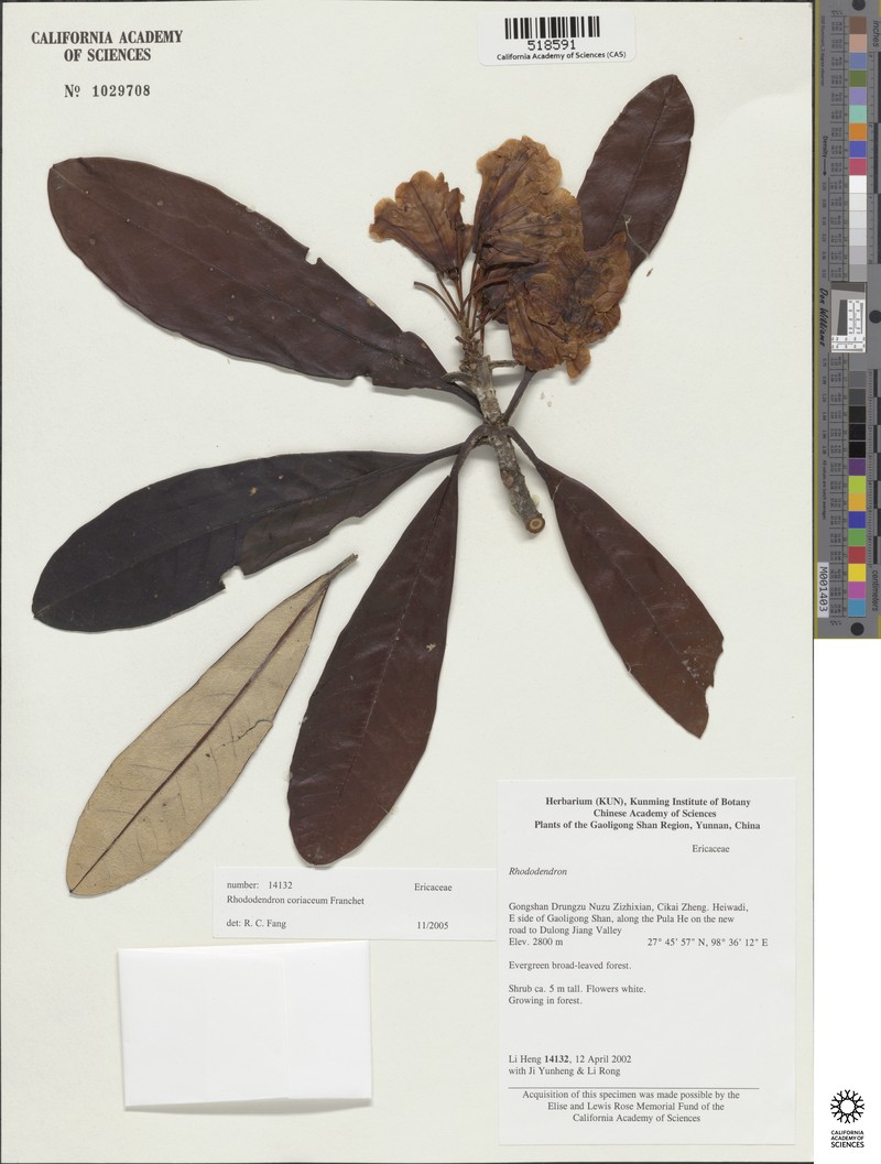 Rhododendron coriaceum photo 5