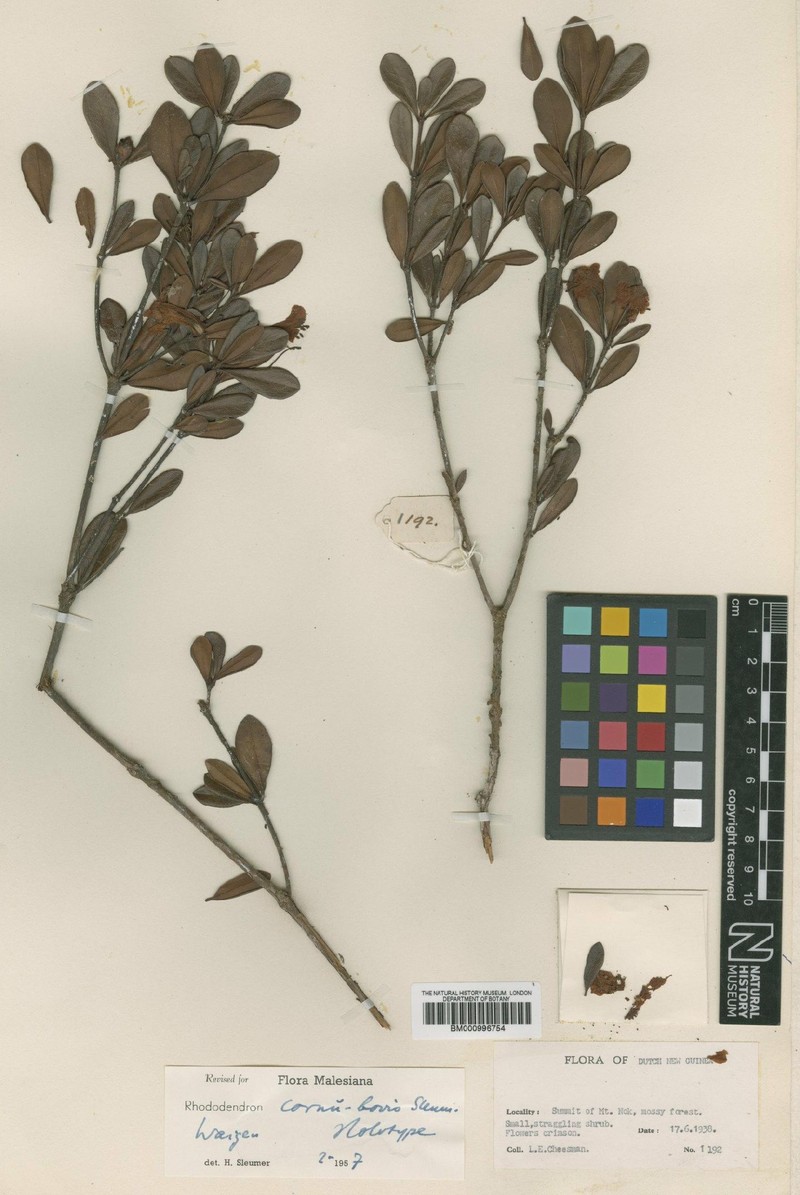 Rhododendron cornu-bovis
