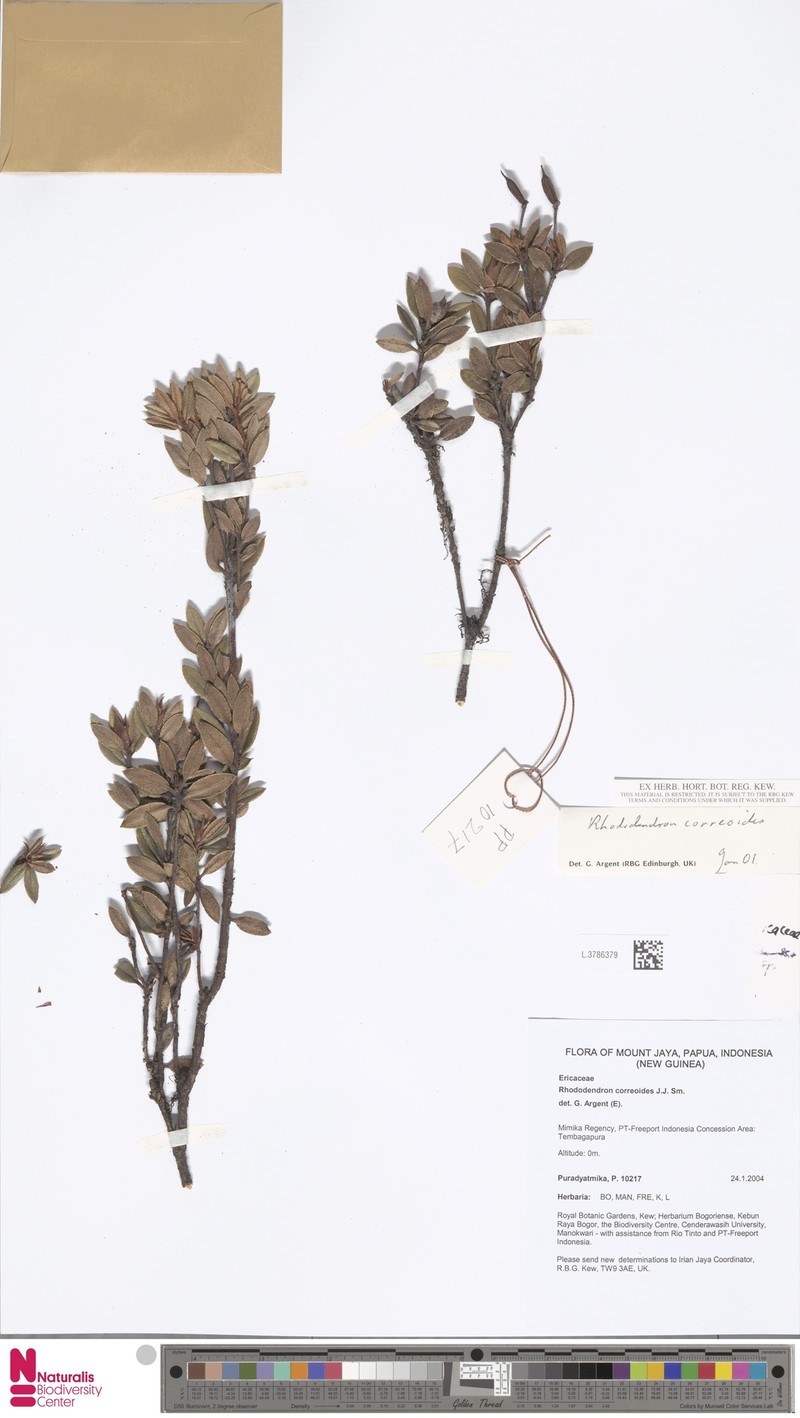 Rhododendron correoides