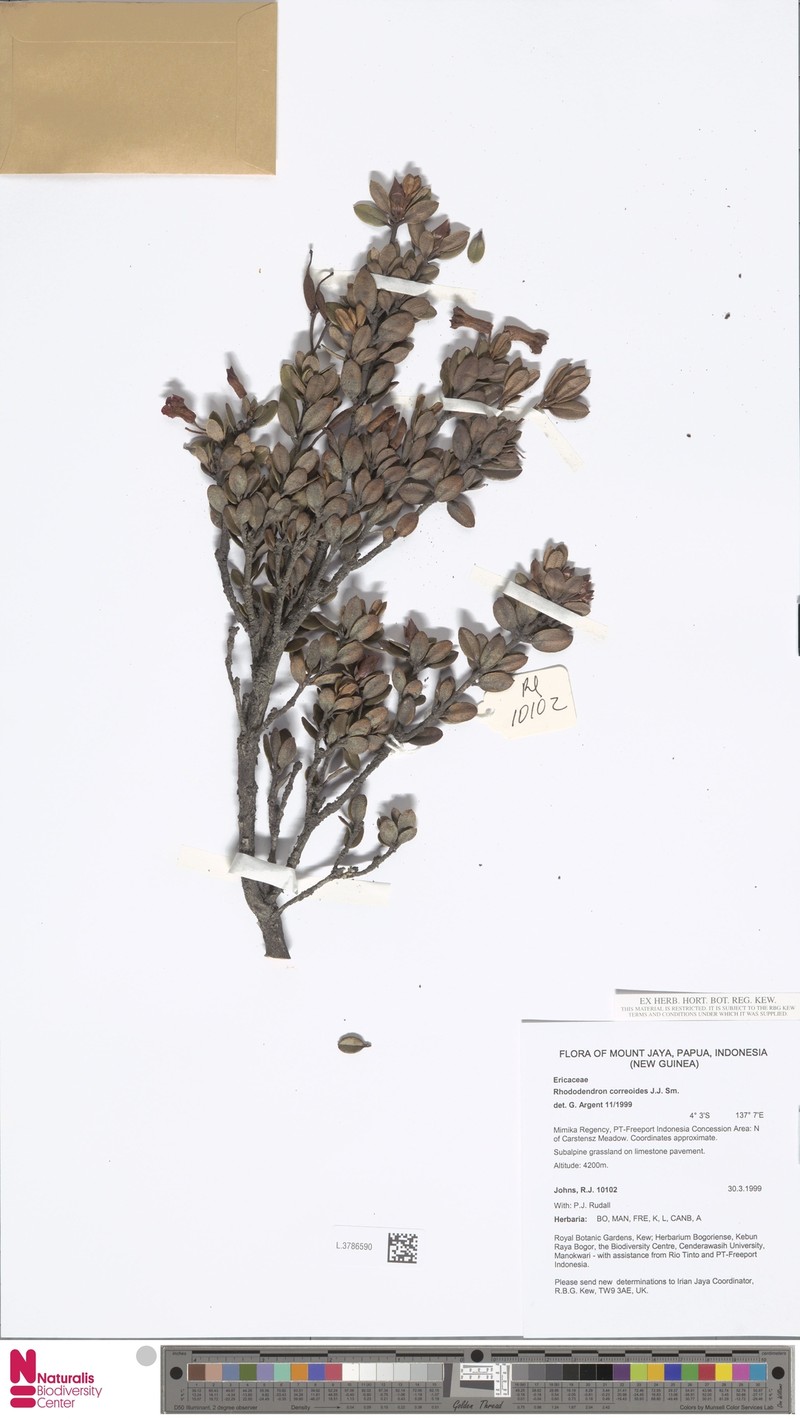 Rhododendron correoides photo 2
