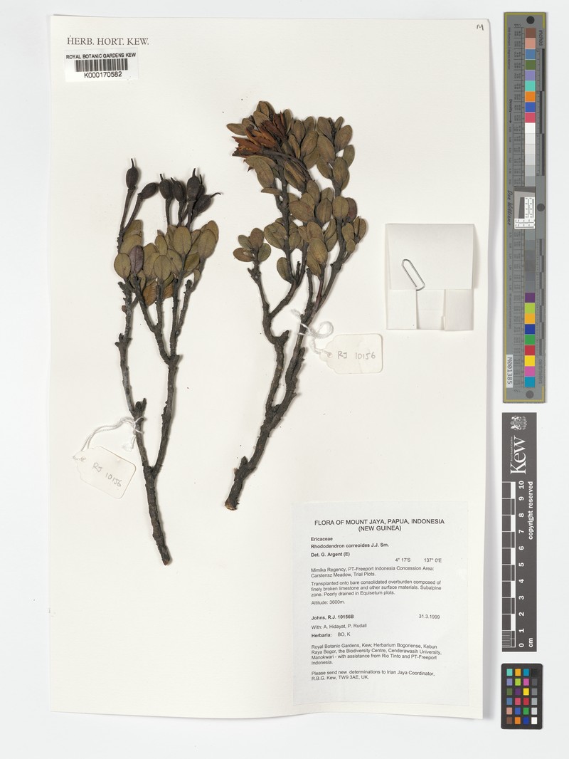 Rhododendron correoides photo 3