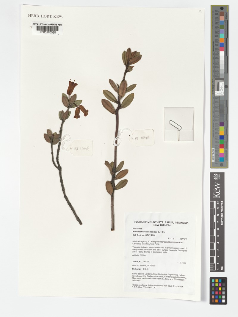 Rhododendron correoides photo 4