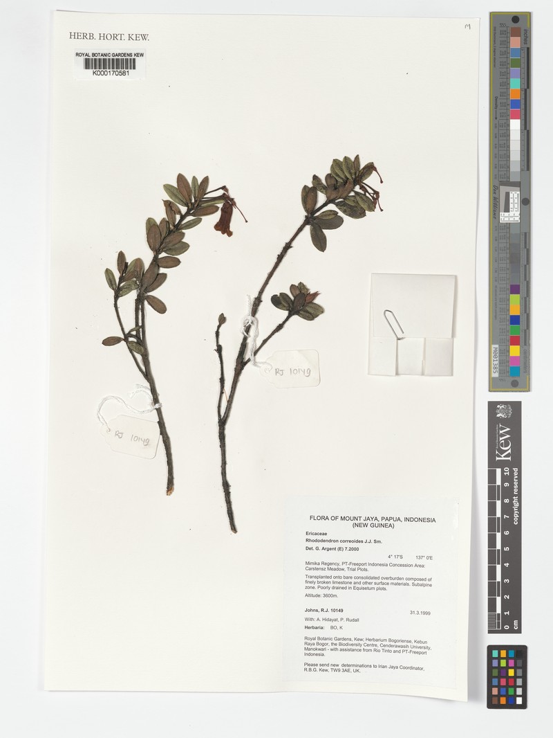 Rhododendron correoides photo 5