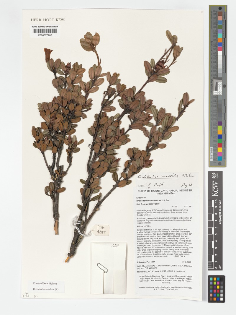 Rhododendron correoides photo 6