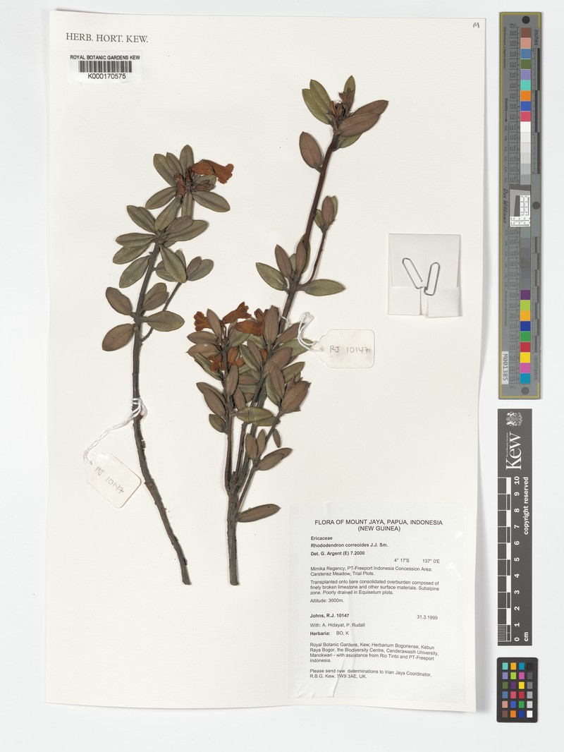 Rhododendron correoides photo 7