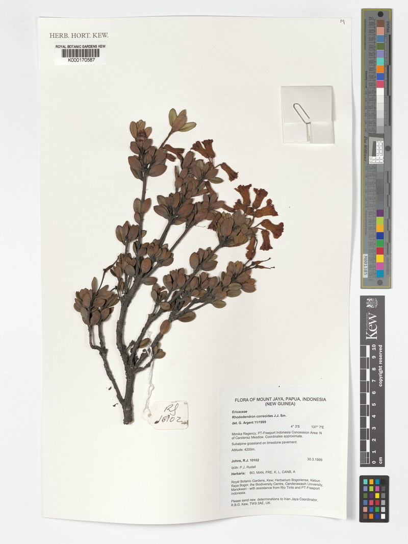 Rhododendron correoides photo 8