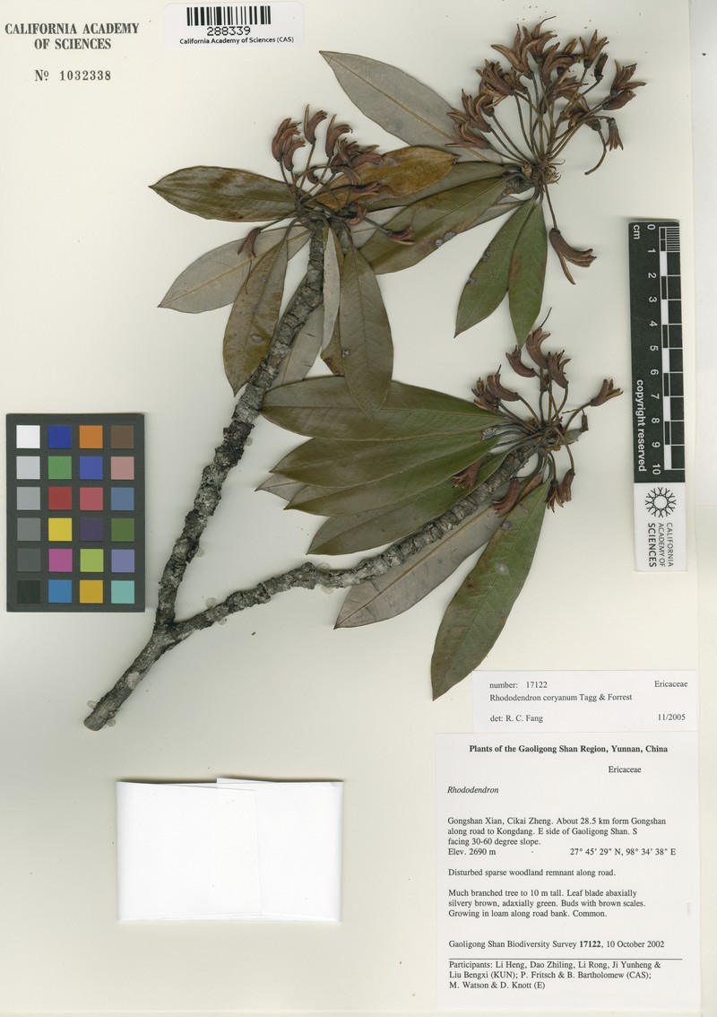 Rhododendron coryanum