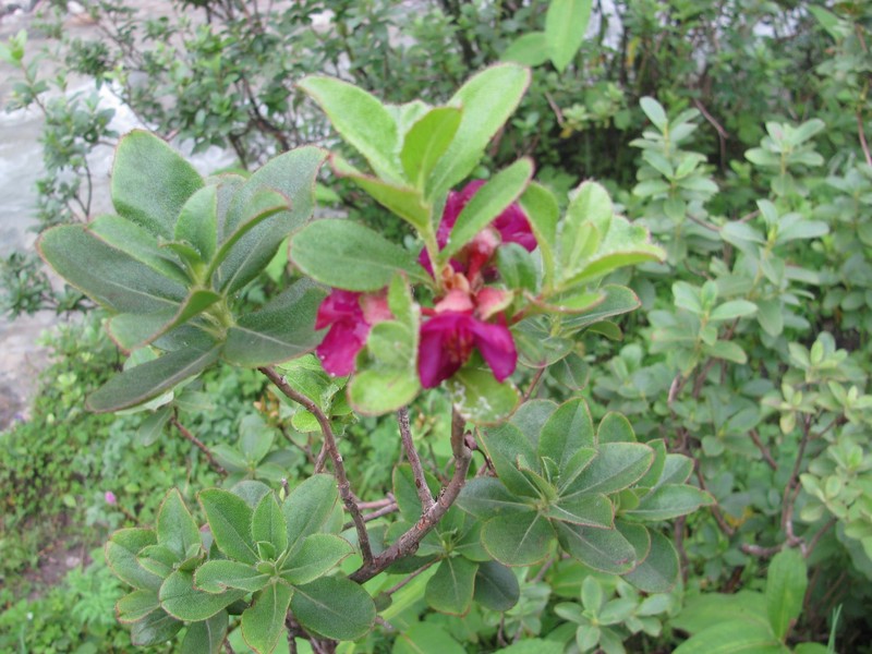Rhododendron cowanianum photo 2