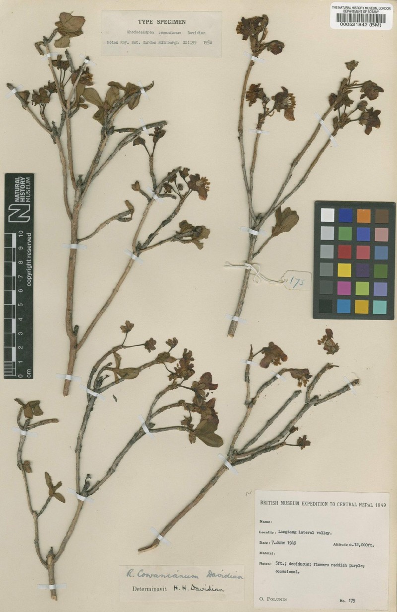Rhododendron cowanianum photo 3