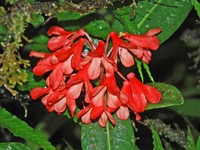 Rhododendron crassifolium