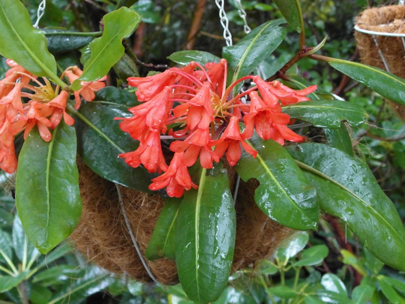Rhododendron crassifolium photo 2