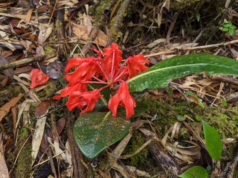 Rhododendron crassifolium photo 3