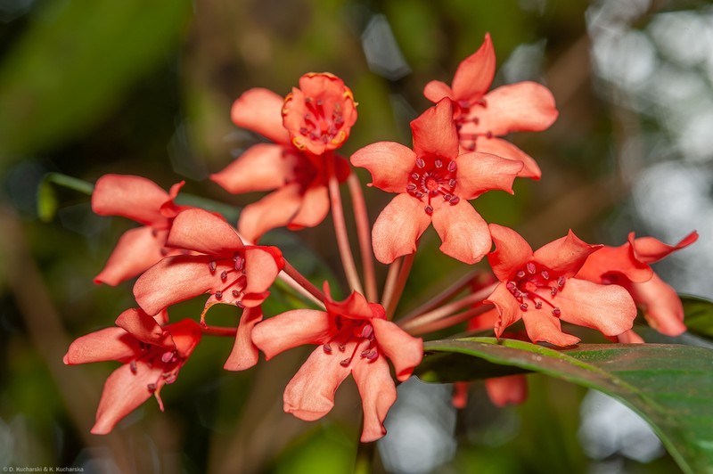 Rhododendron crassifolium photo 4